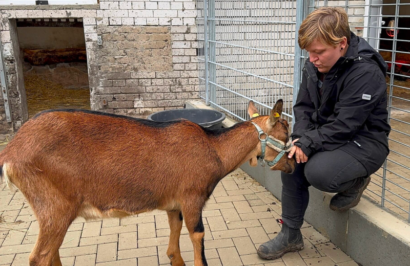 Nutztierpflege im Tierheim Ziege wird von einer Mitarbeiterin im Stallbereich geführt und versorgt