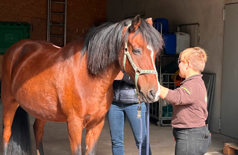Pferdebetreuung im Tierheim Mitarbeiterin mit braunem Pferd auf dem Tierheimgelände