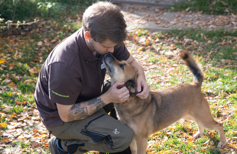 Zuwendung für Hunde im Tierheim Tierpfleger kniet vor einem Hund und streichelt ihn im Tierheim