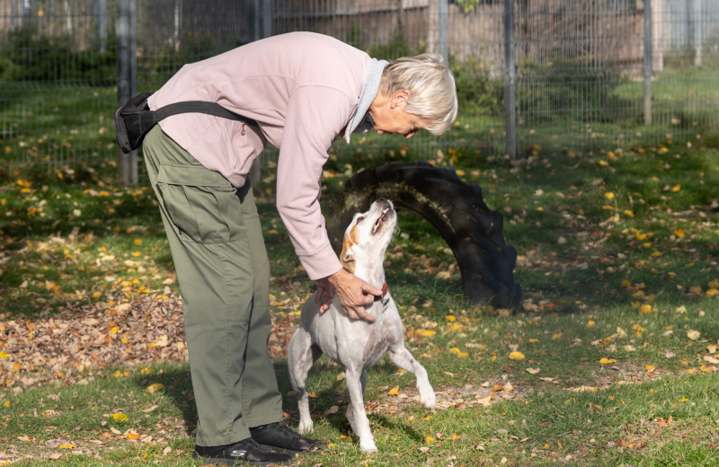 Begegnung mit Hund im Tierheim Person begrüßt einen Hund auf der Wiese im Tierheim