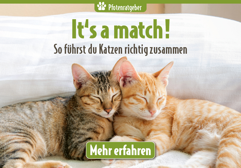Zwei junge Katzen liegen nebeneinander auf einer Decke; darüber steht „It’s a match! So führst du Katzen richtig zusammen“ und ein Button „Mehr erfahren“.