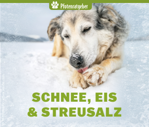 Hund im Schnee leckt sich die Pfote – Pfotenschutz im Winter