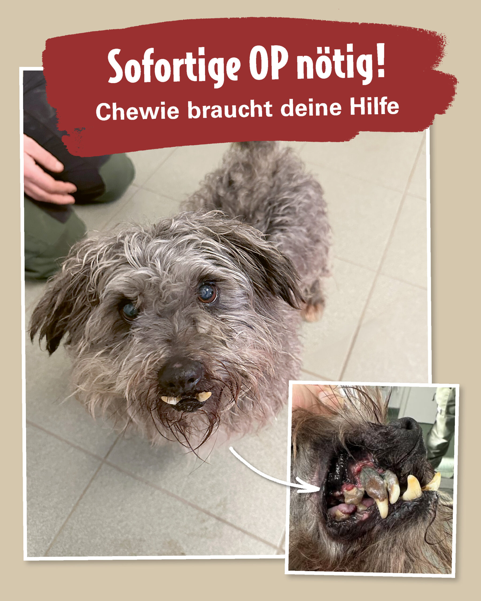 Mobile Spenden Grafik Chewie braucht Hilfe für die Zahn OP mit Foto von Chewie und Entzündung im Maul