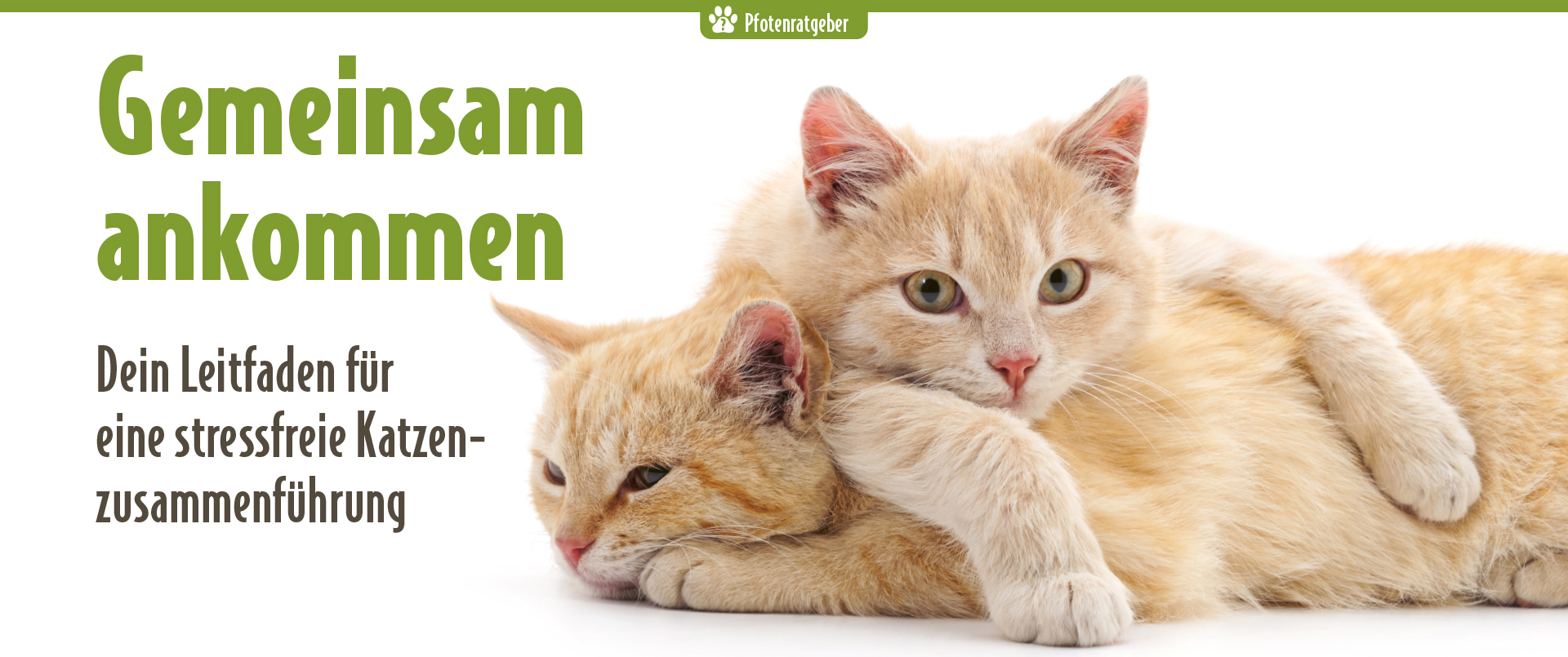 Website-Banner „Gemeinsam ankommen“: zwei helle Katzen liegen eng beieinander, dazu Text „Dein Leitfaden für eine stressfreie Katzenzusammenführung“