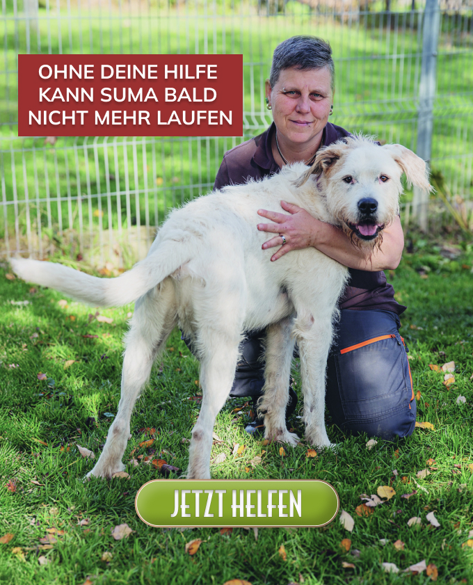 Suma mit Tierpflegerin – Spendenprojekt Tierpflegerin kniet neben dem weißen Hund Suma auf einer Wiese; Text im Bild: „Ohne deine Hilfe kann Suma bald nicht mehr laufen“ sowie ein „Jetzt helfen“-Button.