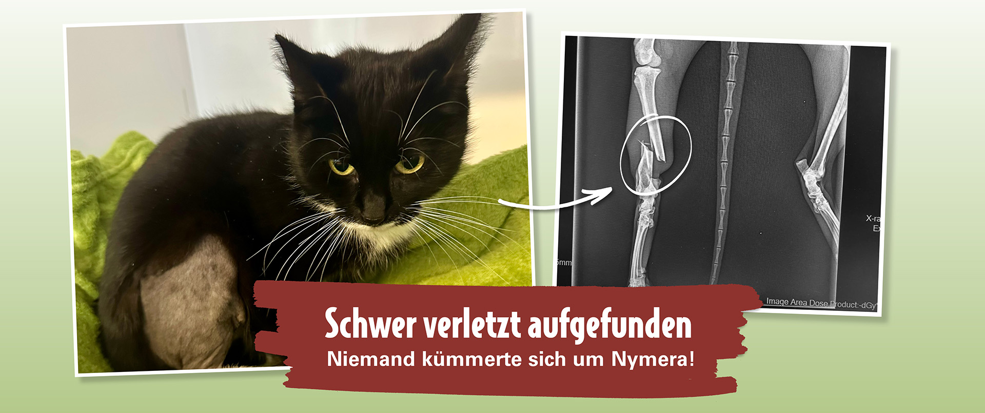 Nymera schwer verletzt gefunden Operation rettet ihr Bein Nymera im Tierheim nach Rettung aus Wohnung neben Röntgenbild mit markiertem Beinbruch