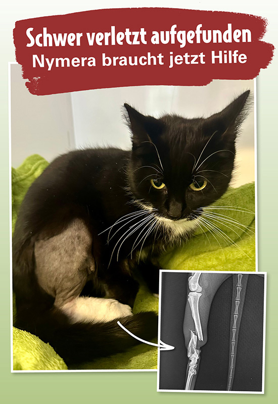 Nymera braucht Hilfe nach Beinbruch Schwarzes Kätzchen Nymera auf Decke mit eingeblendeter Röntgenaufnahme des gebrochenen Hinterbeins