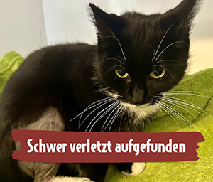 Nymera schwer verletzt gefunden Kätzchen mit gebrochenem Hinterbein