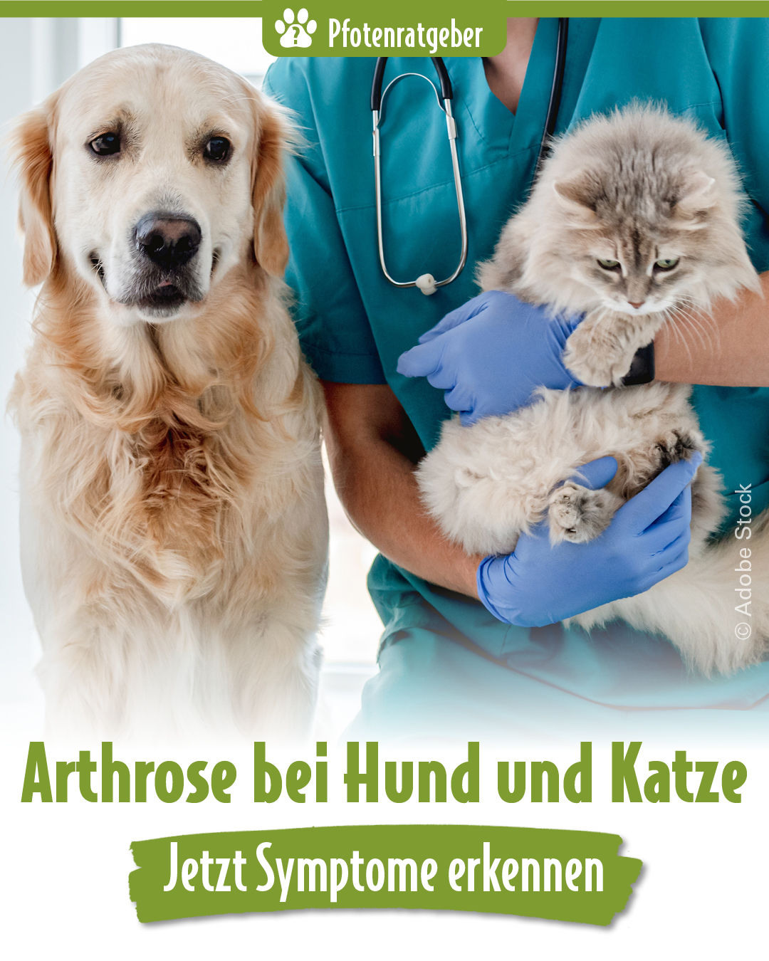 Website Banner Mobile Arthrose bei Hund und Katze Hund und Katze beim Tierarzt, Ratgeber zu Arthrose Symptomen und Behandlung
Titel Attribut: Ratgeber Arthrose, Hilfe für Hund und Katze
