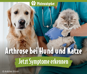 Hund und Katze beim Tierarzt, Pfotenratgeber zu Arthrose Symptomen Titel Attribut: Pfotenratgeber Arthrose, jetzt Symptome erkennen