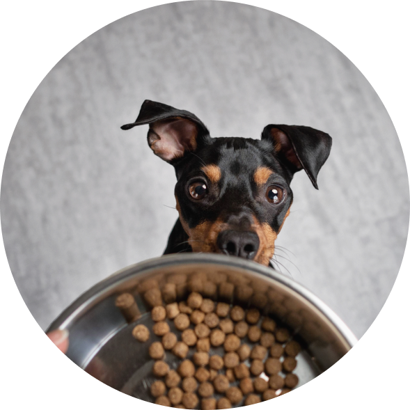 Kleiner Hund schaut über einen Futternapf mit Trockenfutter in die Kamera