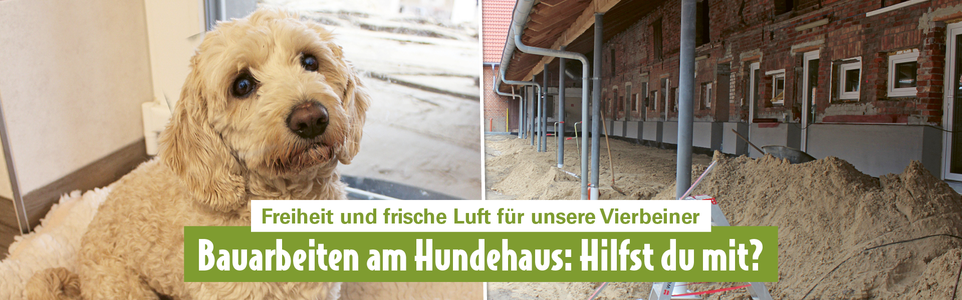 Bauarbeiten am Hundehaus für neue Hundeausläufe Hund im Tierheim neben Baustelle am Hundehaus für neue Hundeausläufe