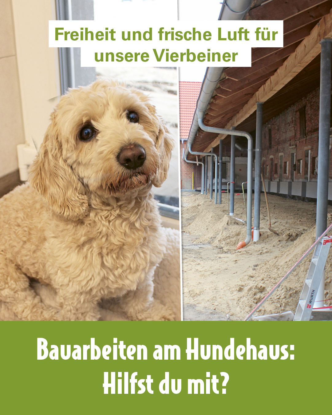 Freiheit und frische Luft für Tierheimhunde Hund im Tierheim und Baustelle am Hundehaus mit Hinweis auf neue Hundeausläufe