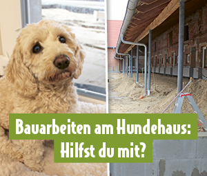 Vorschaubild zur Spendenaktion für neue Hundeausläufe am Hundehaus im Tierheim