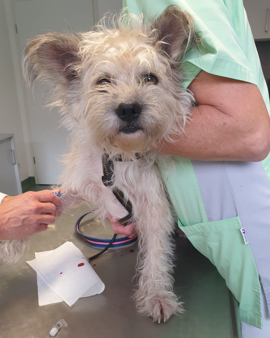 ATD_Petition_mwst_Hund beim Tierarzt
