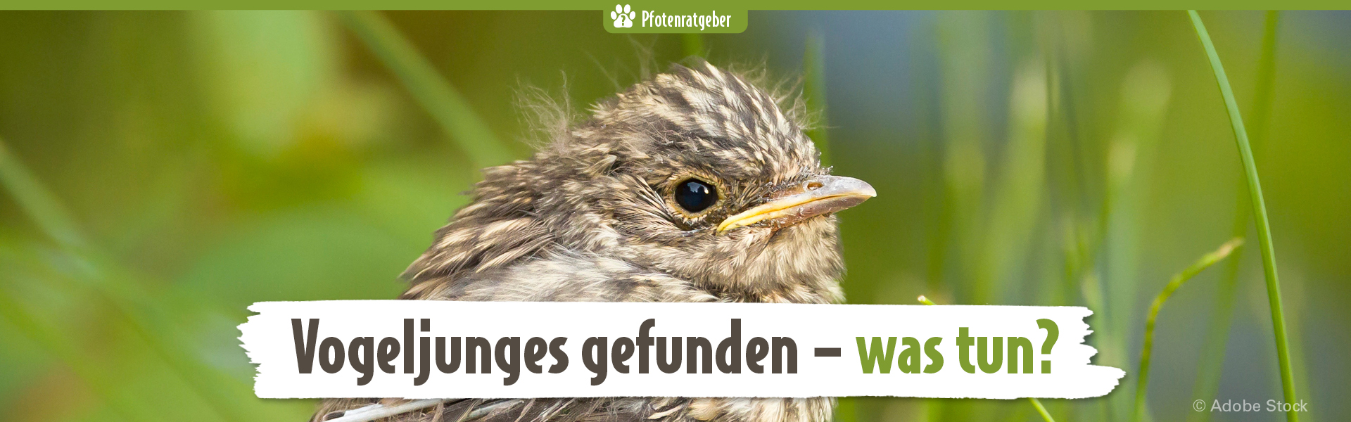 Nahaufnahme eines Jungvogels im Gras, Textmotiv Vogeljunges gefunden, was tun