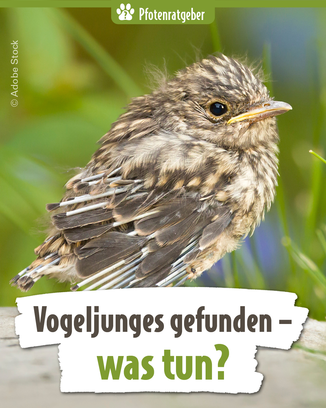 Jungvogel im Gras als Pfotenratgeber Banner, Vogeljunges gefunden, was tun