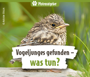 Jungvogel im Gras, Pfotenratgeber Thumbnail Vogeljunges gefunden, was tun