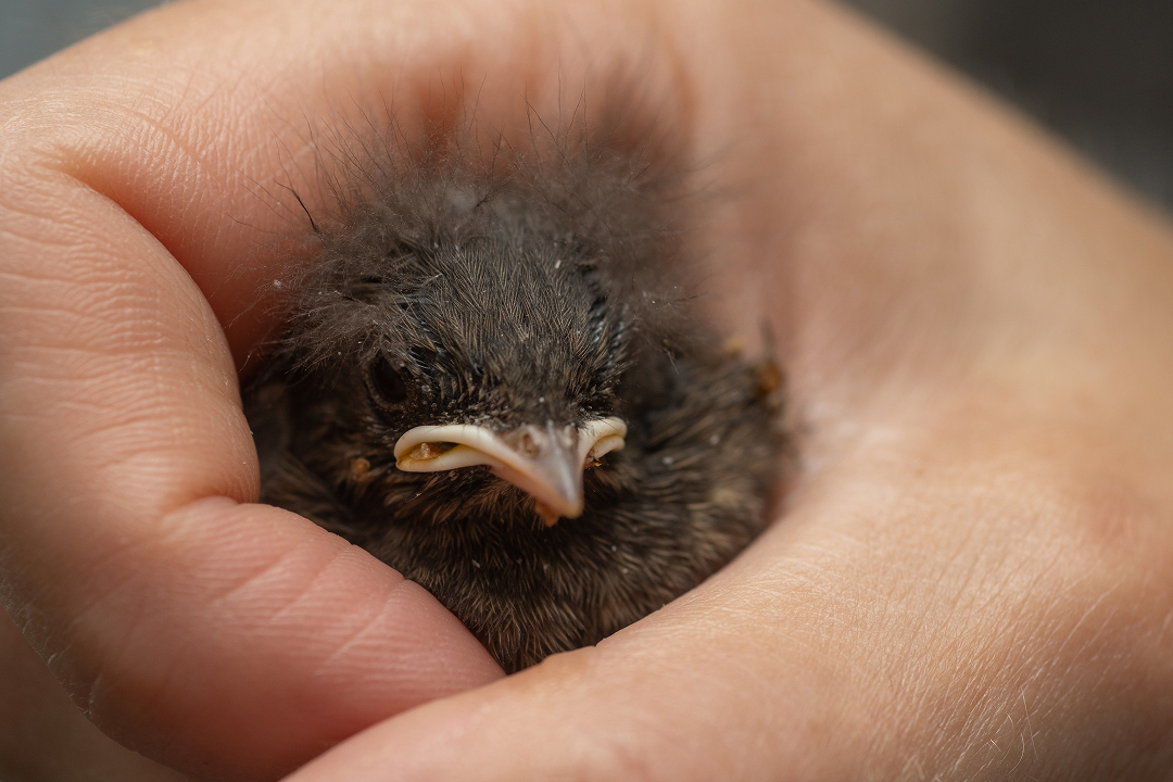 Jungvogel wird vorsichtig in beiden Händen gehalten, Nahaufnahme