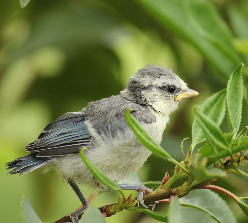 Ästling mit Federkleid sitzt auf einem Ast zwischen grünen Blättern