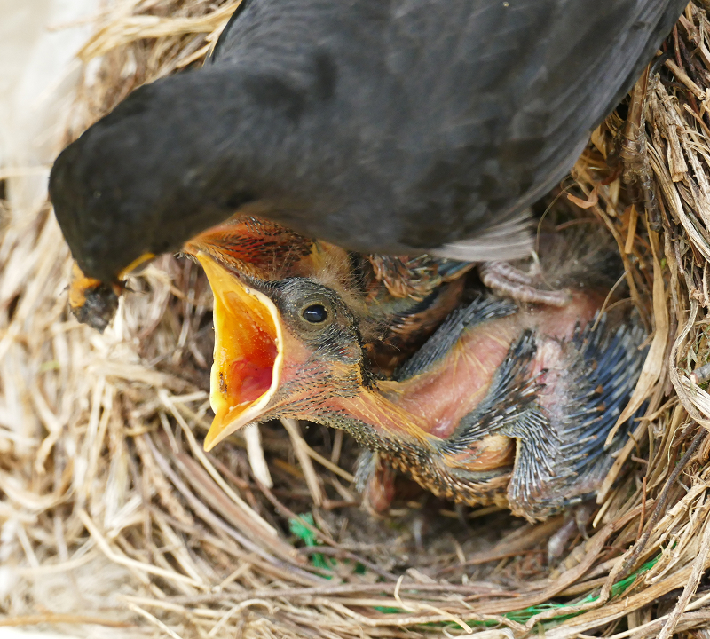 Nestling im Nest sperrt den Schnabel auf, Altvogel bringt Futter