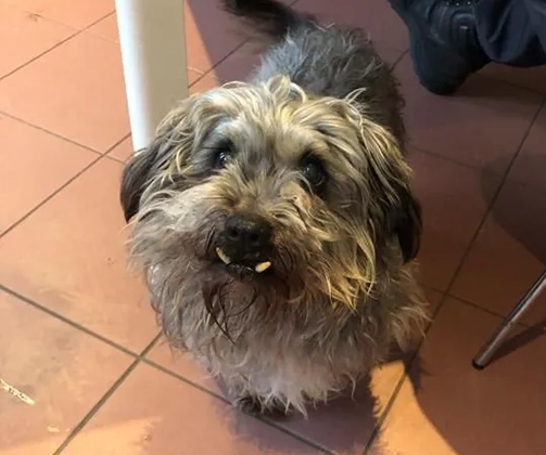 Chewie