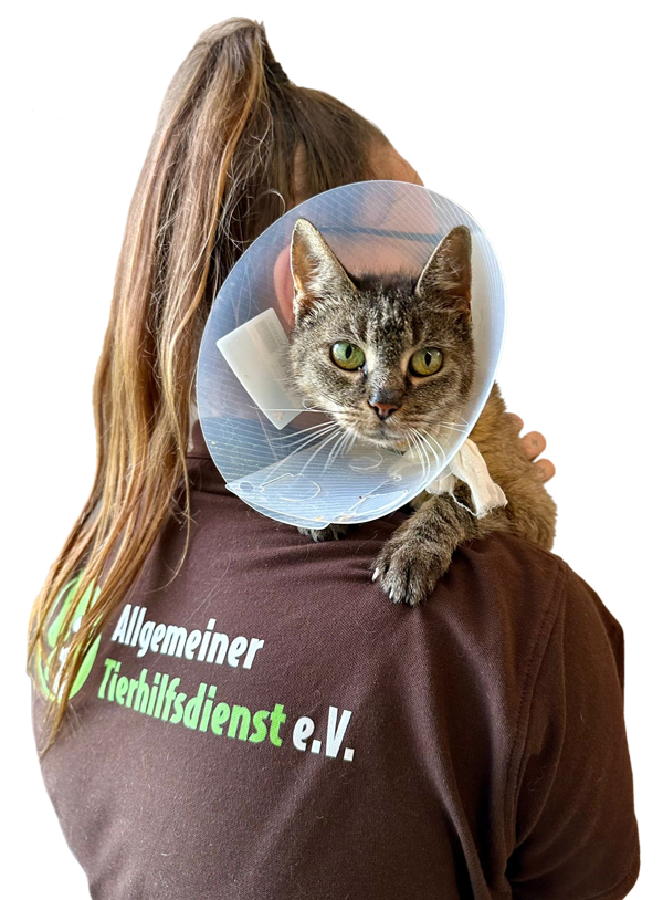 Katze-verletzt-Tierheim