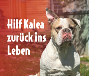 Thumbnail der Spendenseite mit Hündin Kalea und Schriftzug Hilf Kalea zurück ins Leben