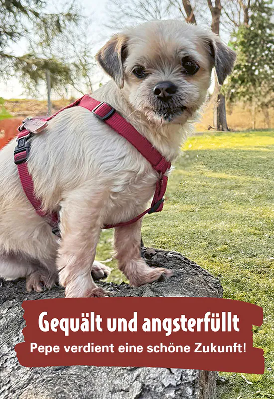 ATD_Pepe_Landingpage_Mobile2_550x800.jpg (1)