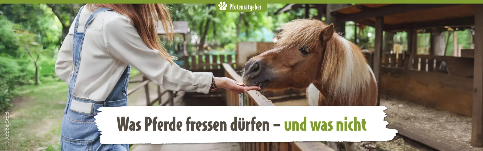 ATD_Pfotenratgeber_Juni26_Landingpage_Banner_Desktop_1920x600-2048x640.jpg