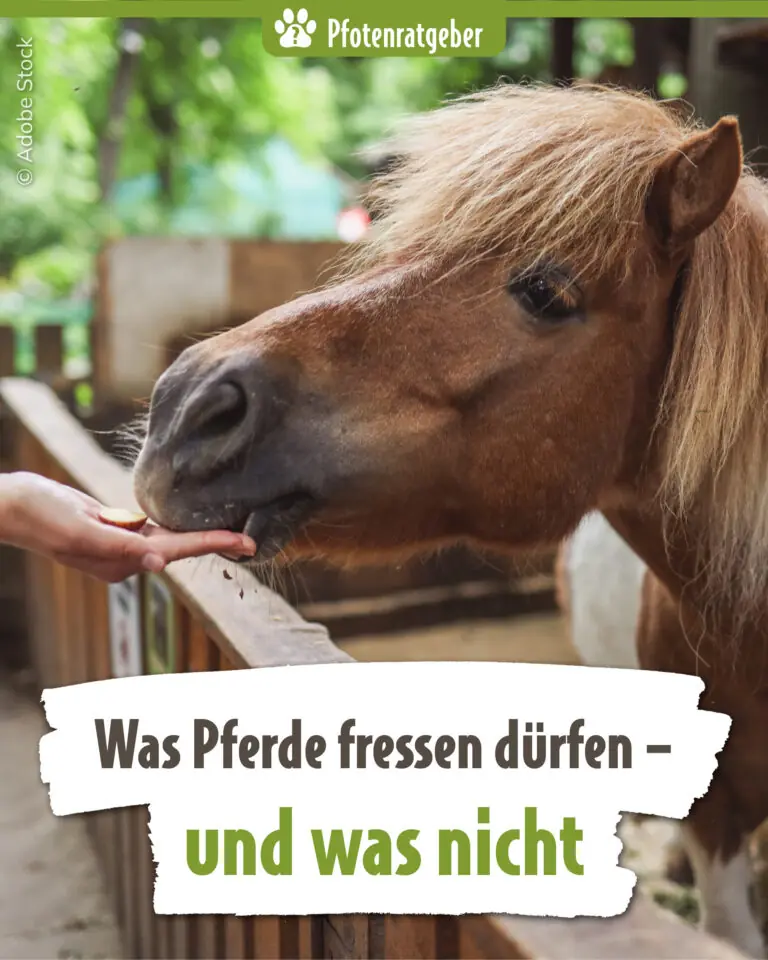 ATD_Pfotenratgeber_Juni26_Landingpage_Banner_Mobile_1080x1350-768x960.jpg