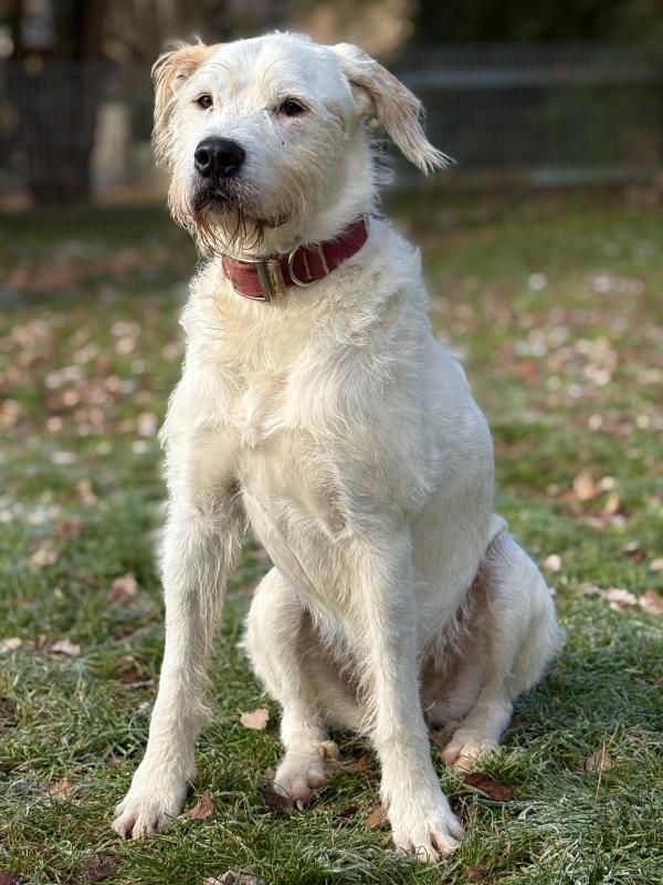 Suma, Irish Wolfshund Mischling – Tierheim Renate Lang