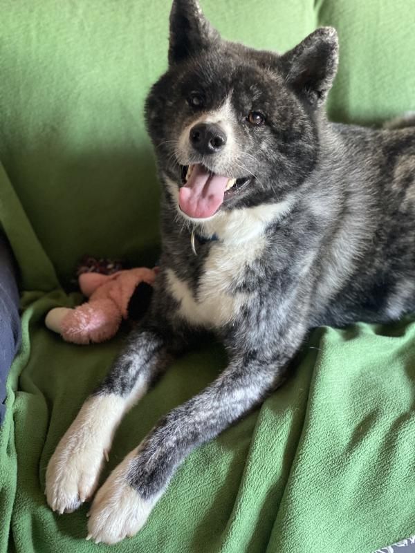 Meeko, Akita Inu – Tierheim Renate Lang
