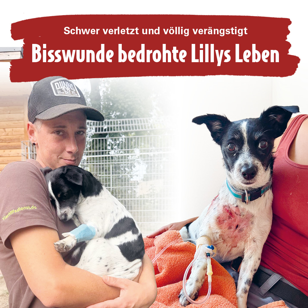 ATD_Lilli_Website_Mobile-1