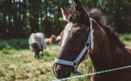 Pferde beim Allgemeinen Tierhilfsdienst