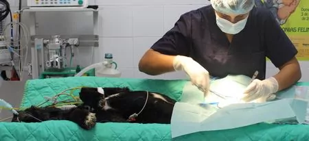 Kastrationsdienste beim Allgemeinen Tierhilfsdienst