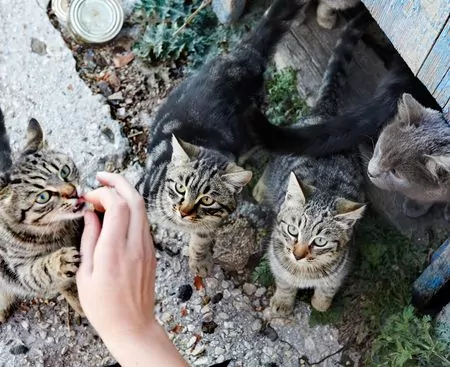 Katzen, die beim Allgemeinen Tierhilfsdienst betreut werden