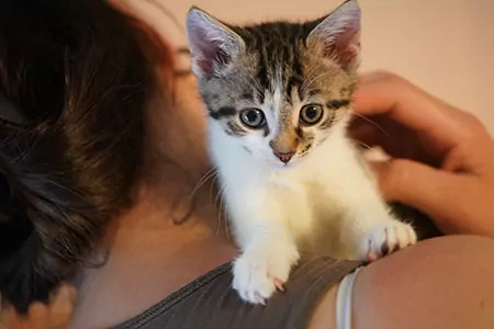 Freiwillige Mitarbeiterin umarmt eine Katze