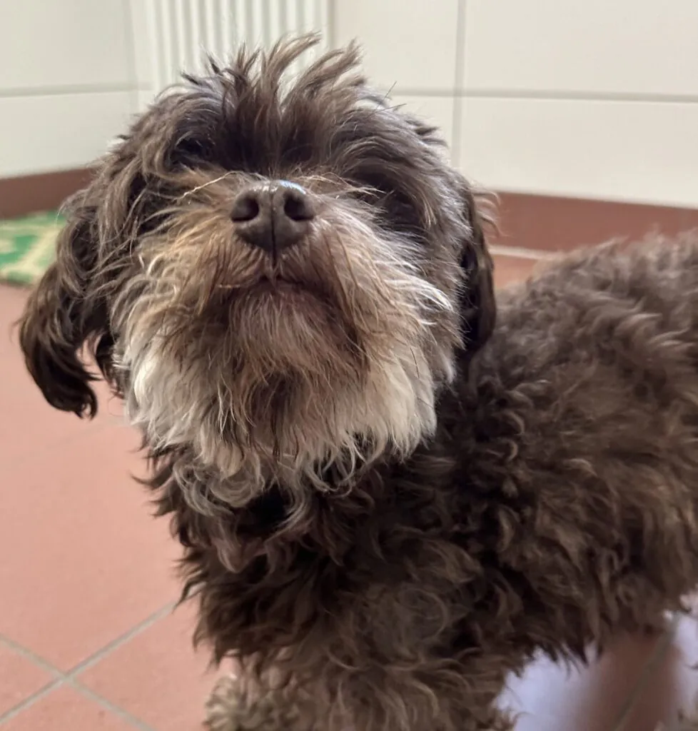 Kleiner brauner Hund