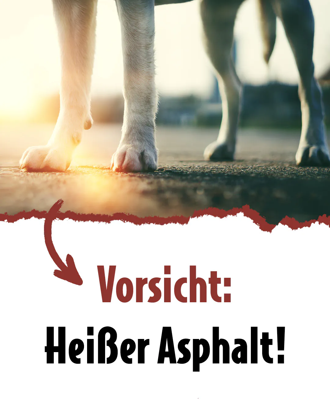 Hundepfoten auf StraßeText: Vorsicht: Heißer Asphalt!