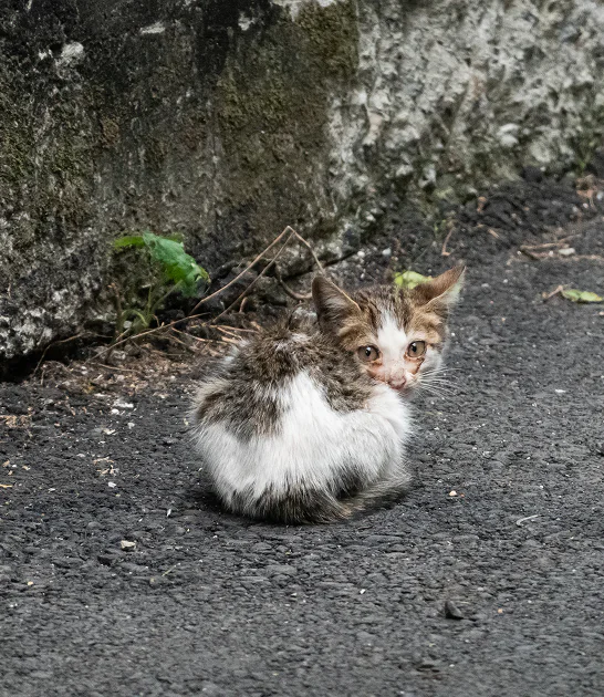 Kastration-Petition-Banner-01-01-1(1)