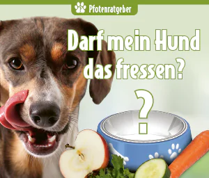 Hund leckt sich das Maul neben Futternapf und Obst-Gemüse mit Text „Darf mein Hund das fressen?“ Pfotenratgeber zu erlaubten und giftigen Lebensmitteln für Hunde