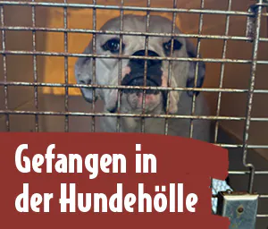 Text: Gefangen in der Hundehölle Bild: Hund hinter Gittern