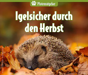 Igel schläft eingerollt in Herbstlaub – Symbolbild für sicheren Lebensraum im Herbst
