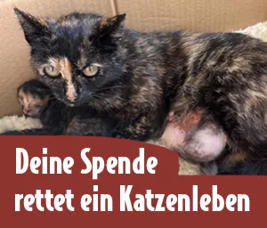 Abgemagerte Katzenmutter Hedwig liegt mit ihren Babys in einer Kiste – Text: „Deine Spende rettet ein Katzenleben“