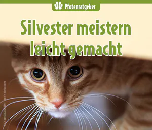 ängstliche Katze blickt unter Möbel hervor – Silvesterstress bei Tieren
